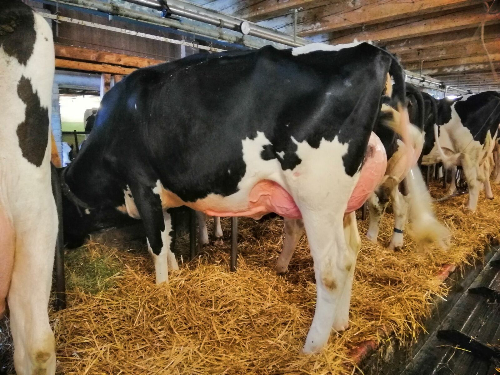 ANGUS X RED HOLSTEIN