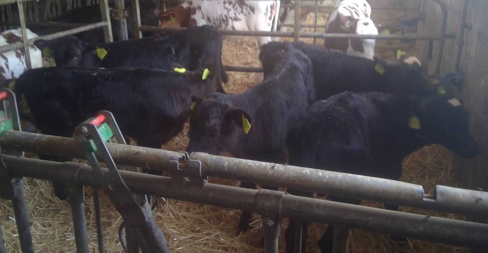 Lot de 5 veaux ANGUS X RED HOLSTEIN