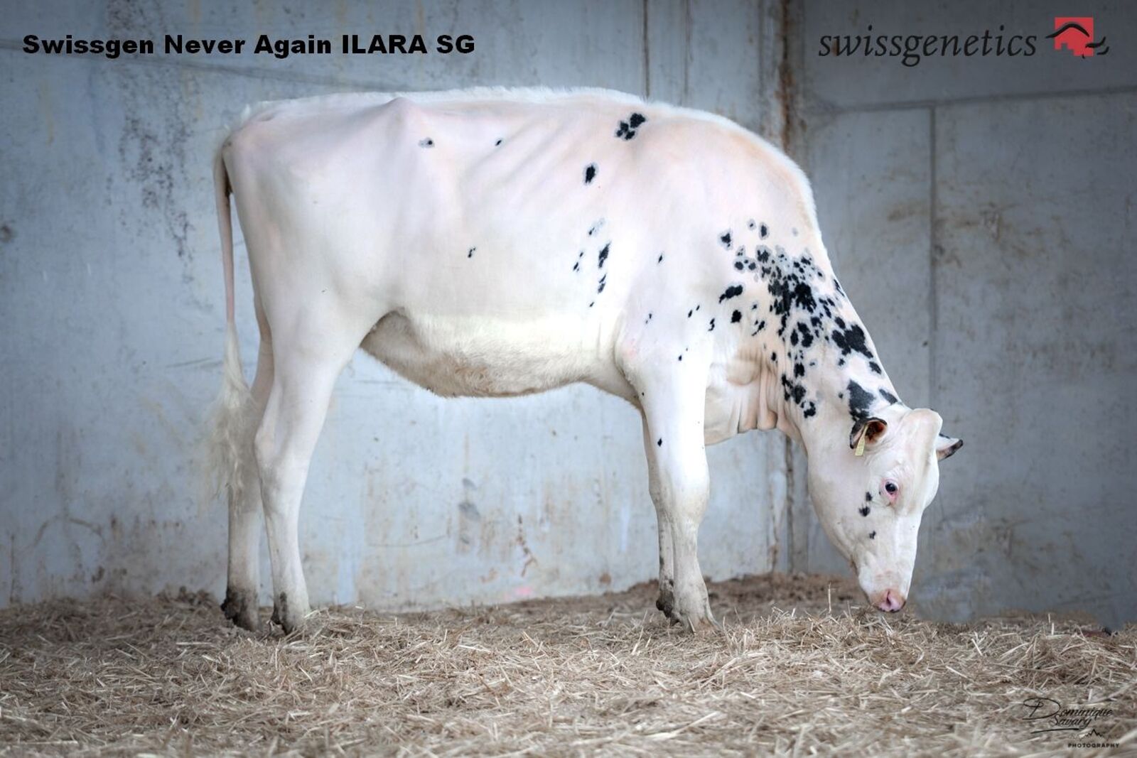 Cilianlaure Shottle Fabel