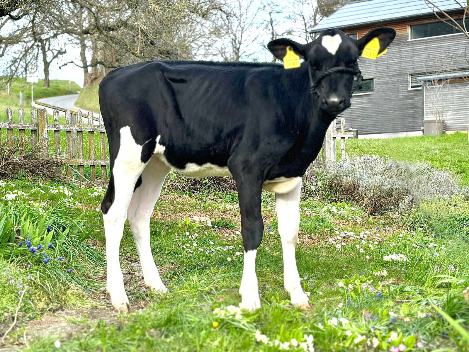 B.O.A. Blakely ROSALIA