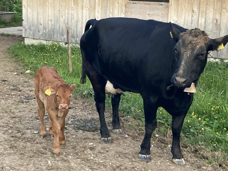 Nike (MUTTERKUH SCHWEIZ ANERKANNT) + Stierkalb