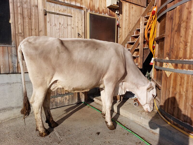 Clea (Brown Swiss)