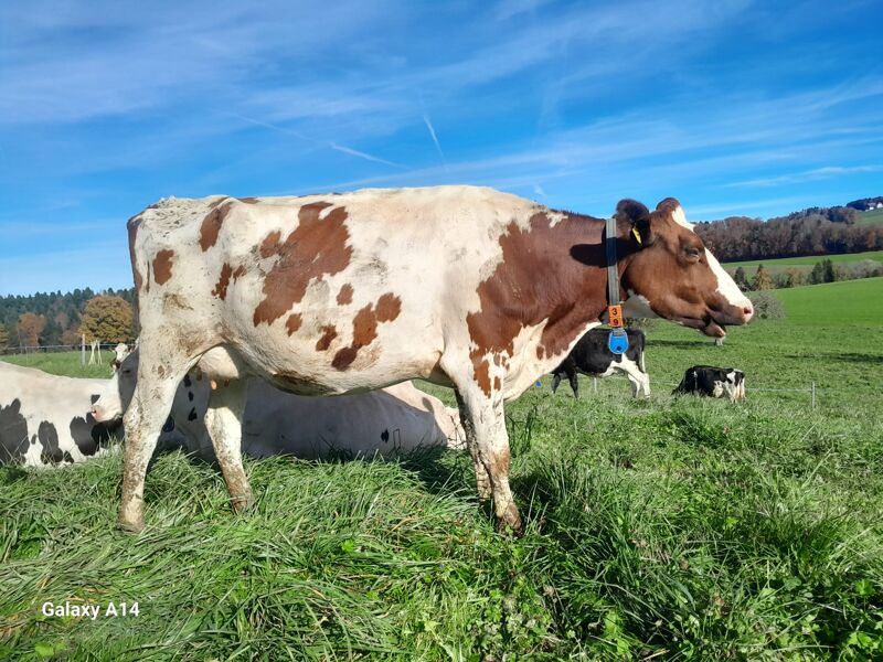Roberi Robéri Augustus Accacia